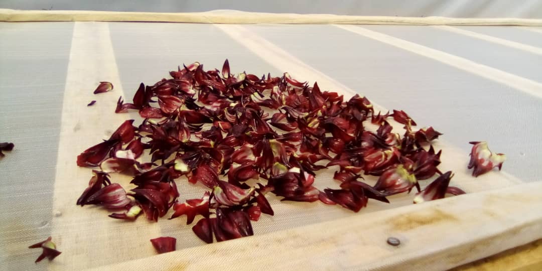 Drying Hibiscus