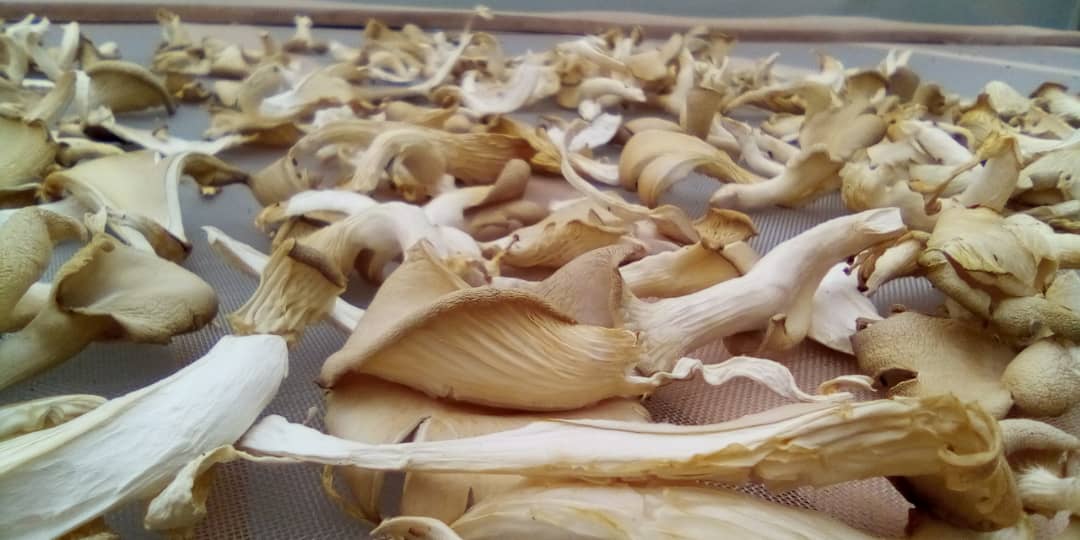 Oyster Mushrooms Drying
